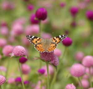 Psychotherapy London, Counselling London, Counsellor Camden Psychotherapist - therapy for old people, elderly counselling, counselling for older people, counselling for elderly, counselling for the elderly, psychotherapy for older people, psychotherapy for elderly