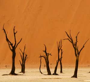 Counselling for eco-anxiety, eco-distress in London, Camden, near Kings Cross, climate change anxiety Counselling