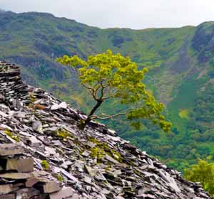 Resilience Counselling London or Boundaries Psychotherapy in central London - boundaries counselling, personal boundaries, healthy boundaries, boundaries therapy, boundaries in counselling, inflexible boundaries, toleration, tolerating