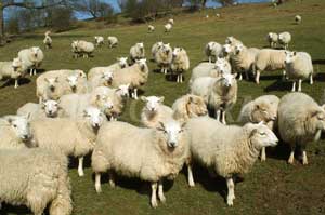 Counselling for sleep problems, sleep disorders, insomnia, psychotherapy central London, Camden, Kings Cross - flock of sheep