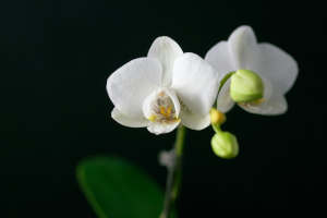 Counselling in Camden, London, near Kings Cross, walking on eggshells, highly sensitive people - hsp counselling